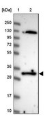 Anti-FAM84A antibody produced in rabbit Prestige Antibodies® Powered by Atlas Antibodies, affinity isolated antibody, buffered aqueous glycerol solution