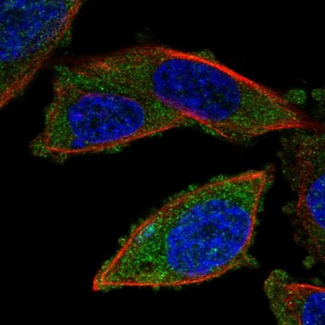 Anti-RNF123 antibody produced in rabbit Prestige Antibodies&#174; Powered by Atlas Antibodies, affinity isolated antibody