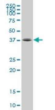 Monoclonal Anti-FOXL1 antibody produced in mouse clone 1A7, purified immunoglobulin, buffered aqueous solution