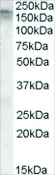 Anti-CACNA1C antibody produced in goat affinity isolated antibody, buffered aqueous solution