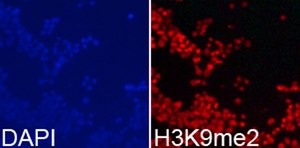 Anti-DiMethyl-Histone H3-K9 antibody produced in rabbit