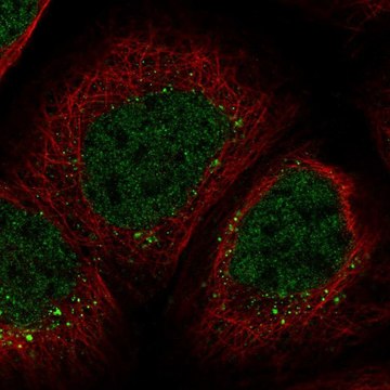 Anti-ZNF213 antibody produced in rabbit Prestige Antibodies&#174; Powered by Atlas Antibodies, affinity isolated antibody