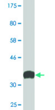 Monoclonal Anti-SYNJ1 antibody produced in mouse clone 1A2, ascites fluid