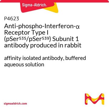 Anti-phospho-Interferon-&#945; Receptor Type I (pSer535/pSer539) Subunit 1 antibody produced in rabbit affinity isolated antibody, buffered aqueous solution