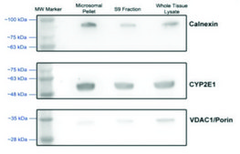 Microsome Isolation Kit sufficient for 50 isolation(s)