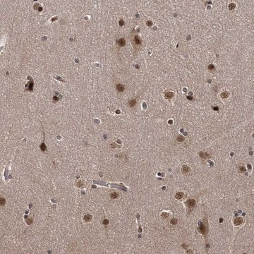 Anti-TSHZ2 antibody produced in rabbit Prestige Antibodies&#174; Powered by Atlas Antibodies, affinity isolated antibody, buffered aqueous glycerol solution