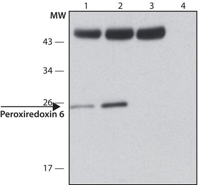 Anti-Peroxiredoxin 6 (C-terminal) antibody produced in rabbit ~1.0&#160;mg/mL, affinity isolated antibody, buffered aqueous solution