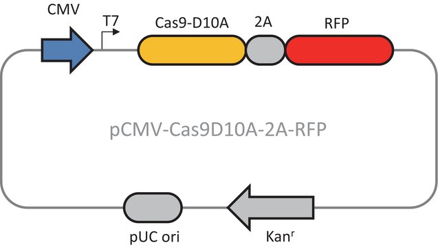 CAS9D10A 质粒