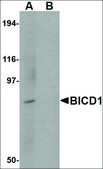 Anti-BICD1 antibody produced in rabbit affinity isolated antibody, buffered aqueous solution