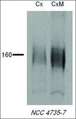 Anti-SLC12A3 antibody produced in rabbit 1&#160;mg/mL, affinity isolated antibody