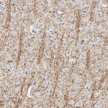 Anti-MOG antibody produced in rabbit Prestige Antibodies&#174; Powered by Atlas Antibodies, affinity isolated antibody, buffered aqueous glycerol solution