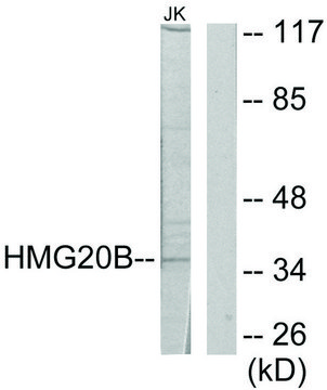 Anti-HMG20B antibody produced in rabbit affinity isolated antibody