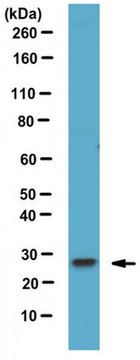 Anti-Rab27B Antibody serum, from rabbit