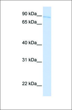 Anti-TBX2 antibody produced in rabbit affinity isolated antibody