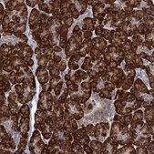 Anti-PRDX4 antibody produced in rabbit Prestige Antibodies® Powered by Atlas Antibodies, affinity isolated antibody, buffered aqueous glycerol solution
