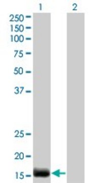 Monoclonal Anti-EDN2 antibody produced in mouse clone 3B4-1C5, purified immunoglobulin, buffered aqueous solution