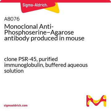 单克隆抗磷酸丝氨酸 clone PSR-45, purified from hybridoma cell culture, buffered aqueous solution