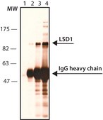 Anti-LSD1 (AOF2) (N-terminal) antibody produced in rabbit IgG fraction of antiserum, buffered aqueous solution