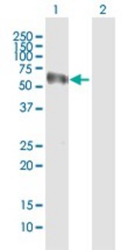 Anti-NOXA1 antibody produced in mouse purified immunoglobulin, buffered aqueous solution