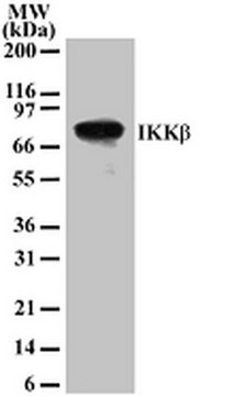 Anti-IKK&#946; Mouse mAb (10AG2) liquid, clone 10AG2, Calbiochem&#174;