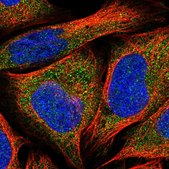 Anti-RIC8A antibody produced in rabbit Prestige Antibodies® Powered by Atlas Antibodies, affinity isolated antibody, buffered aqueous glycerol solution