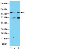 Anti-Phospholipase A2 Antibody, clone CH-7 clone CH-7, from mouse