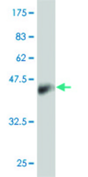 Monoclonal Anti-PPP1R1B antibody produced in mouse clone 3G11, purified immunoglobulin, buffered aqueous solution