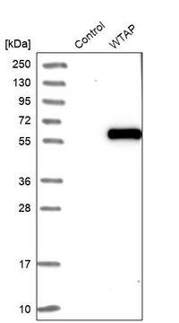 Anti-WTAP antibody produced in rabbit Prestige Antibodies&#174; Powered by Atlas Antibodies, affinity isolated antibody, buffered aqueous glycerol solution