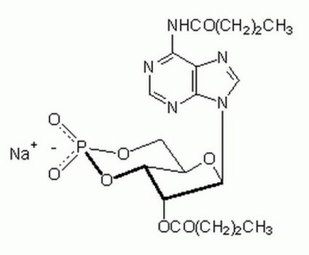 Adenosine 3&#8242;,5&#8242;-cyclic Monophosphate, N&#8310;,O2&#8242;-Dibutyryl-, Sodium Salt This Dibutyryl-cAMP, CAS 16980-89-5, is a cell-permeable cAMP analog that preferentially activates PKA.