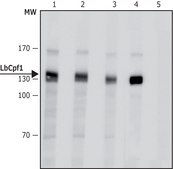 Anti-LbCas12a (Cpf1) antibody, Mouse monoclonal clone LbCpf1, purified from hybridoma cell culture