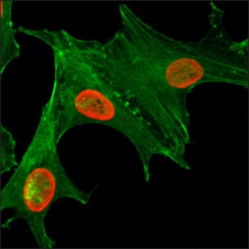 Anti-Acetyl-Histone H4 (Lys5) antibody, Rabbit monoclonal recombinant, expressed in HEK 293 cells, clone RM199, purified immunoglobulin