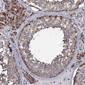 Anti-NRIP3 antibody produced in rabbit Prestige Antibodies® Powered by Atlas Antibodies, affinity isolated antibody, buffered aqueous glycerol solution