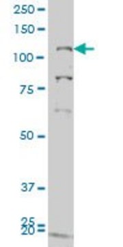 ANTI-GUCY2C antibody produced in mouse clone 1E1, purified immunoglobulin, buffered aqueous solution