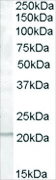 Anti-PTP4A1/PRL-1 antibody produced in goat affinity isolated antibody, buffered aqueous solution