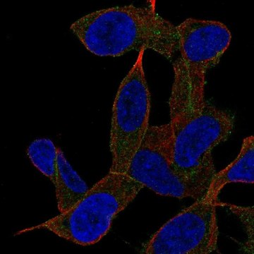 Anti-GAB2 antibody produced in rabbit Prestige Antibodies&#174; Powered by Atlas Antibodies, affinity isolated antibody