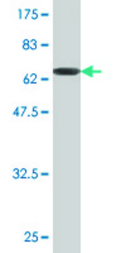 Monoclonal Anti-GNA13 antibody produced in mouse clone 6D8-E4, purified immunoglobulin, buffered aqueous solution