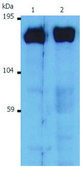 Monoclonal Anti-SOS antibody produced in mouse clone SOS-01