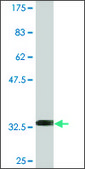 Monoclonal Anti-NXF2 antibody produced in mouse clone 4G1, purified immunoglobulin, buffered aqueous solution
