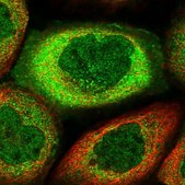 Anti-MIER2 antibody produced in rabbit Prestige Antibodies® Powered by Atlas Antibodies, affinity isolated antibody, buffered aqueous glycerol solution