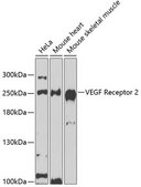 Anti-VEGF Receptor 2 antibody produced in rabbit
