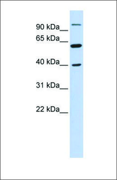 Anti-LETM2 antibody produced in rabbit affinity isolated antibody