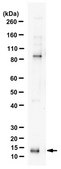 Anti-MUSTN1 from rabbit, purified by affinity chromatography