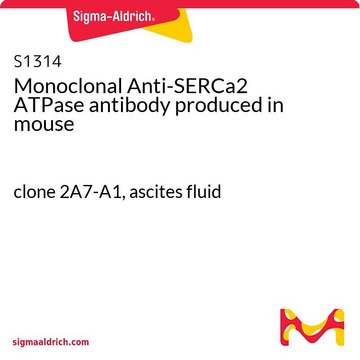 Monoclonal Anti-SERCa2 ATPase antibody produced in mouse clone 2A7-A1, ascites fluid