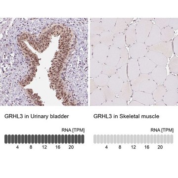 抗-GRHL3 兔抗 Prestige Antibodies&#174; Powered by Atlas Antibodies, affinity isolated antibody