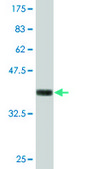 Monoclonal Anti-NID1 antibody produced in mouse clone 1G3, purified immunoglobulin, buffered aqueous solution