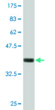 Monoclonal Anti-NID1 antibody produced in mouse clone 1G3, purified immunoglobulin, buffered aqueous solution