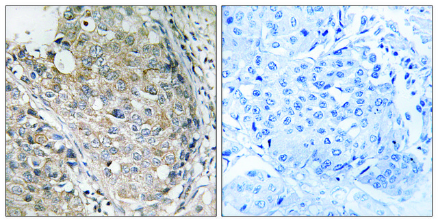 Anti-MKP-1 antibody produced in rabbit affinity isolated antibody
