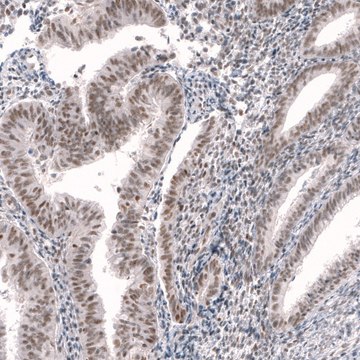 Anti-RBM7 antibody produced in rabbit Prestige Antibodies&#174; Powered by Atlas Antibodies, affinity isolated antibody, buffered aqueous glycerol solution