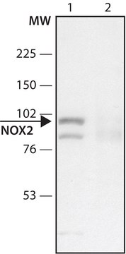 Anti-CYBB antibody produced in rabbit ~1.5&#160;mg/mL, affinity isolated antibody