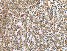 Anti-PEG3 affinity isolated antibody